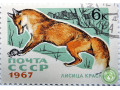 krasnaia-lisica-small-0