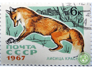 krasnaia-lisica