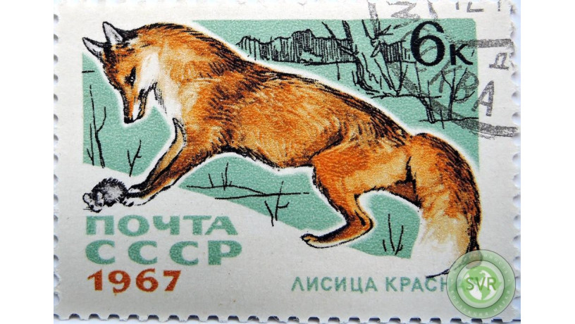 krasnaia-lisica-big-0