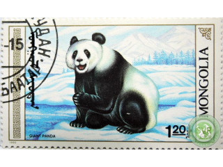 kitaiskaia-panda