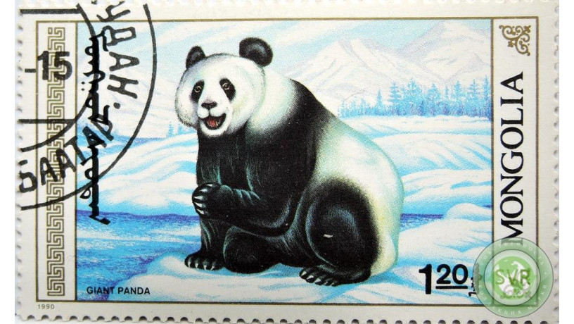kitaiskaia-panda-big-0