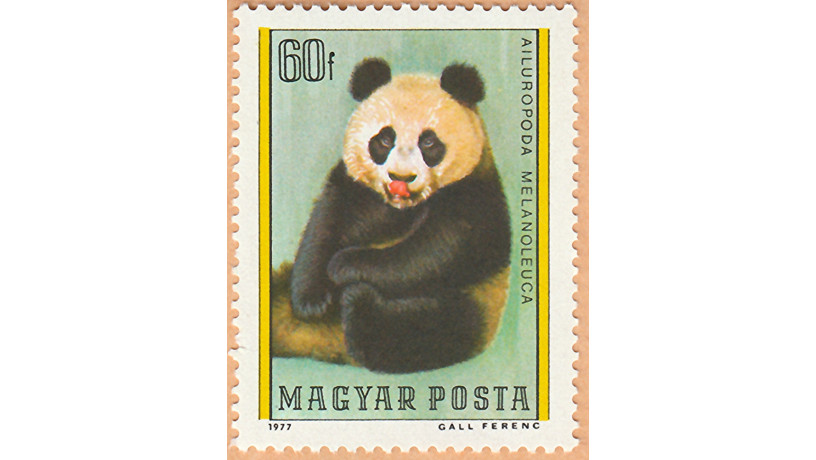 kitaiskaia-panda-big-3