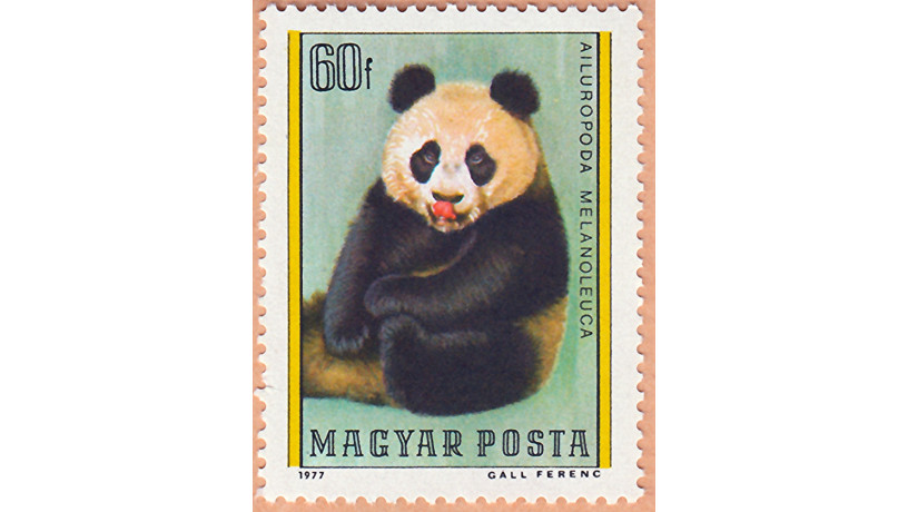 kitaiskaia-panda-big-4