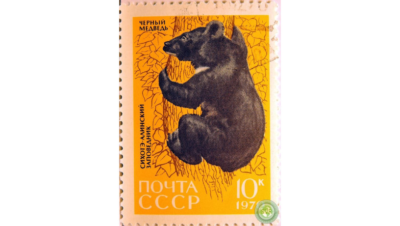 cernyi-medved-big-1