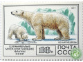 belyi-medved-small-3