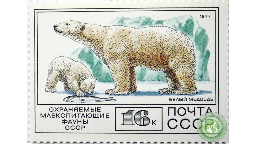 belyi-medved-big-3