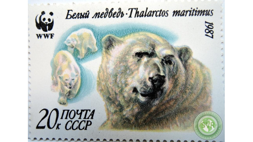 belyi-medved-big-0