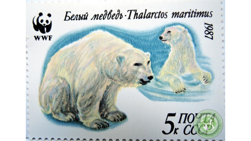 belyi-medved-big-1
