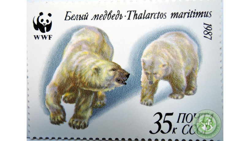 belyi-medved-big-2