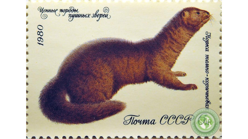 norka-temno-koricnevaia-big-0