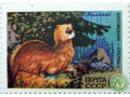 sibirskii-kolonok-small-0