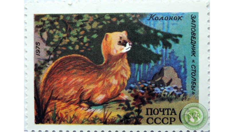 sibirskii-kolonok-big-0