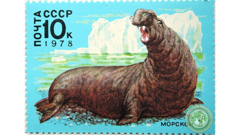 morskoi-slon-big-0