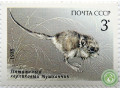 karlikovyi-tuskancik-small-0