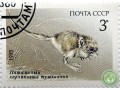 karlikovyi-tuskancik-small-1