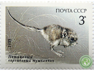 karlikovyi-tuskancik