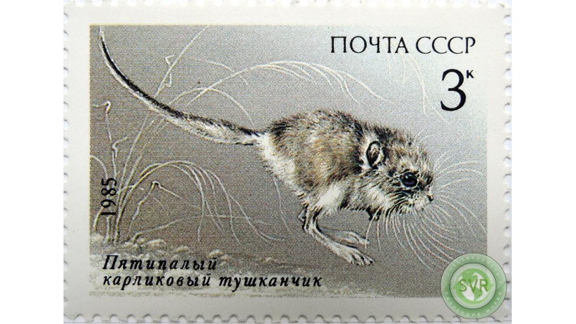 karlikovyi-tuskancik-big-0