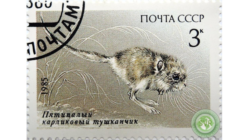 karlikovyi-tuskancik-big-1