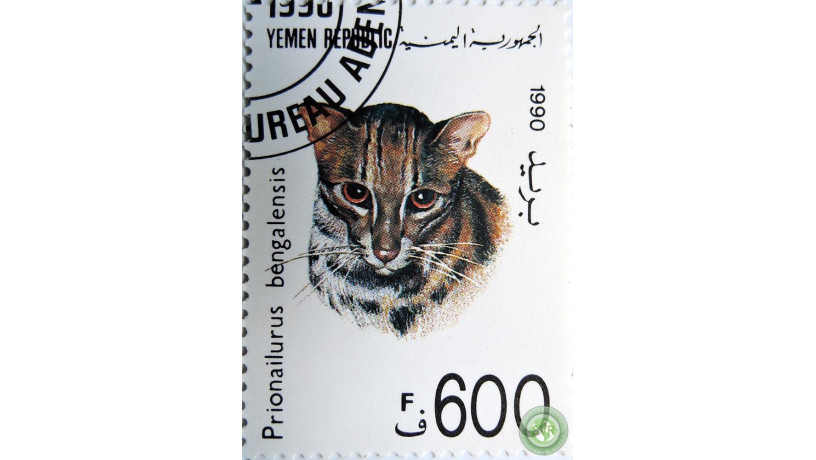 bengalskaia-koska-big-0