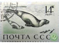 tiulen-krylatka-small-1