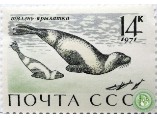 tiulen-krylatka