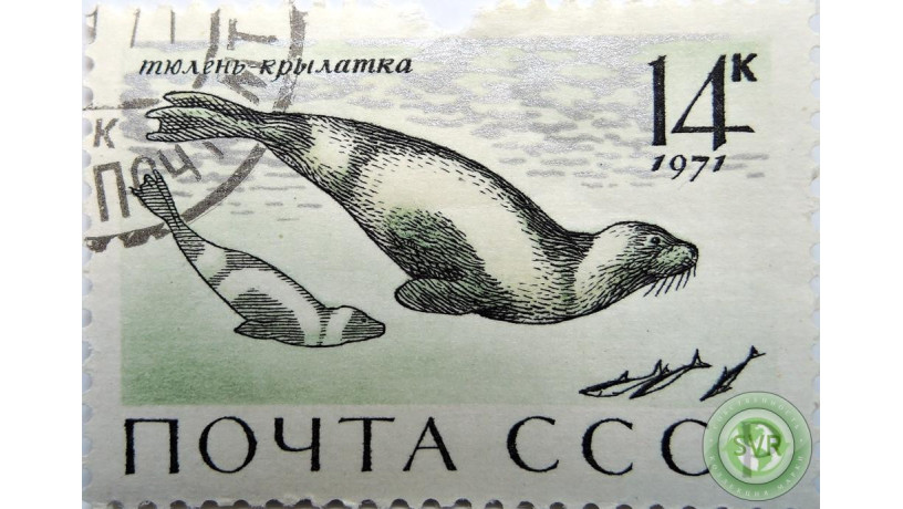 tiulen-krylatka-big-1