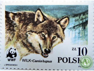 volk