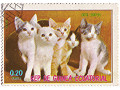 kotiki-small-3