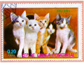 kotiki-small-2