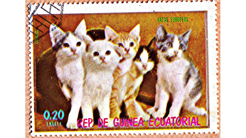 kotiki-big-4