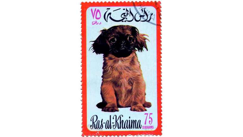 sobacka-big-1
