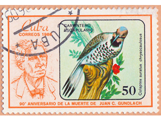 pticka