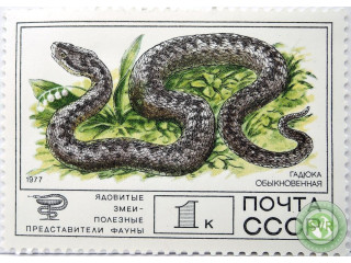 gadiuka-obyknovennaia