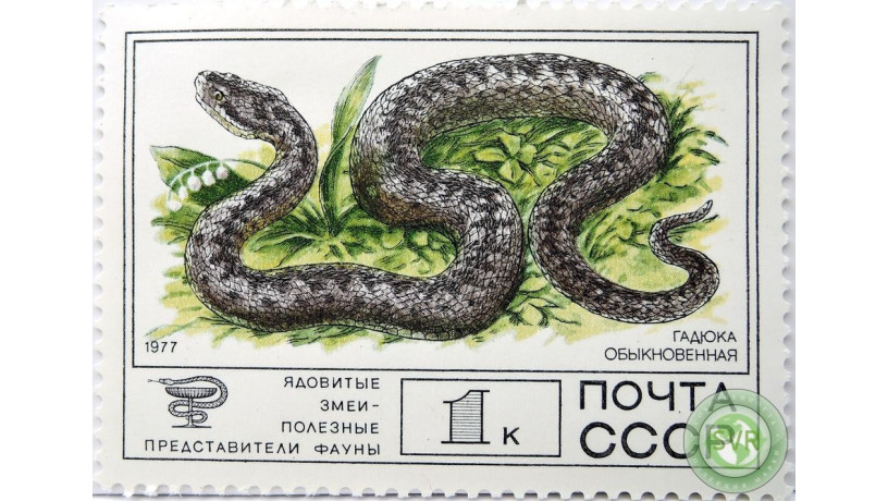 gadiuka-obyknovennaia-big-0